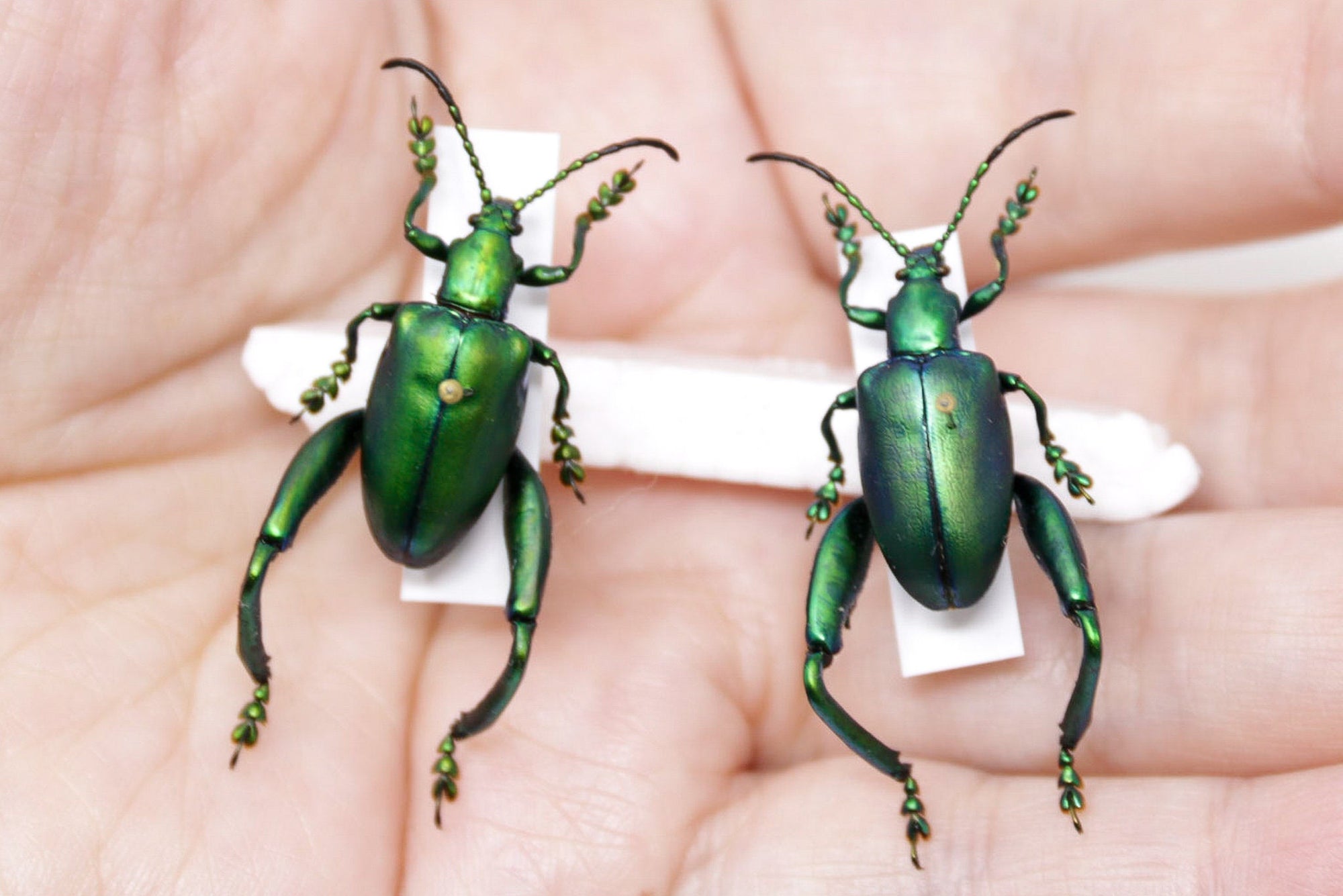 2 Sagra femoralis, A1 Real Beetle Set Specimen, Entomology Taxidermy #OC11