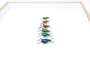 6 Sagra longicollis, A1 Real Beetle Set Specimen, Entomology Taxidermy #OC13