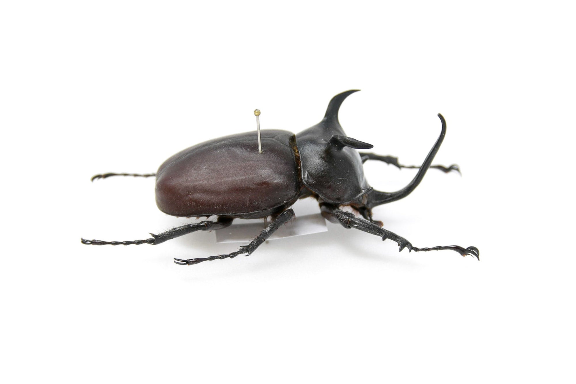 Eupatorus siamensis loeil 64.2mm, A1 Real Beetle Set Specimen, Entomology Taxidermy #OC14