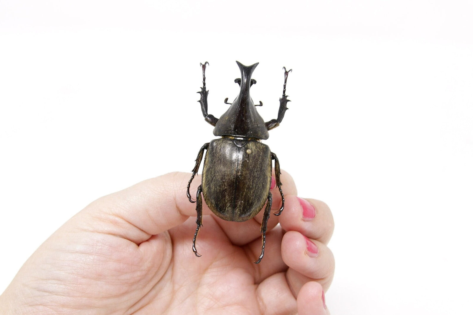 Eupatorus siamensis loeil 54mm, A1 Real Beetle Set Specimen, Entomology Taxidermy #OC15