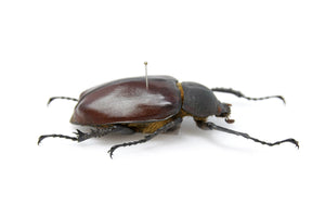 Euchirus longimanus 63.3mm, A1 Real Beetle Set Specimen, Entomology Taxidermy #OC17