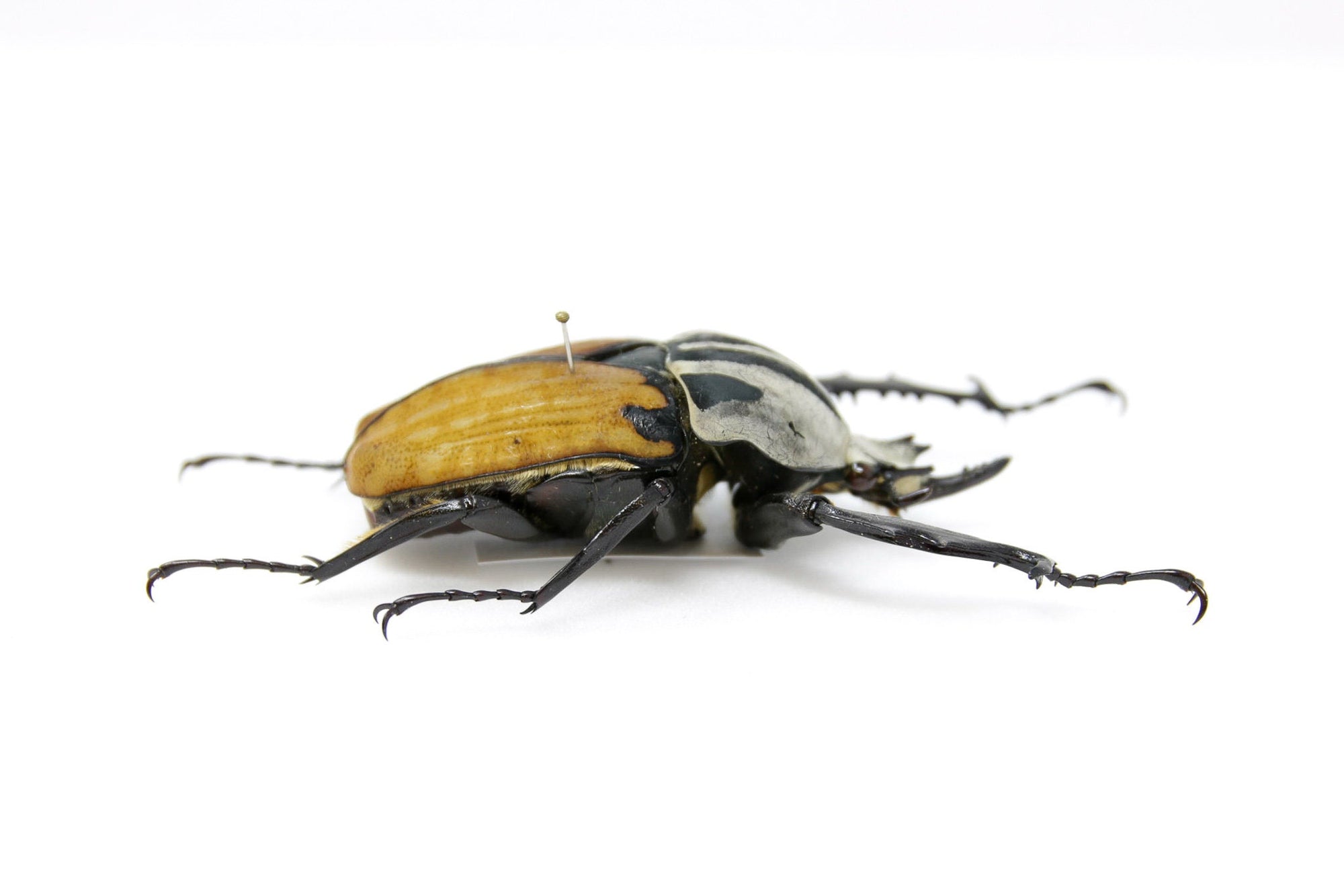 Mecynorrhina oberthuri 66.5mm, A1 Real Beetle Set Specimen, Entomology Taxidermy #OC18