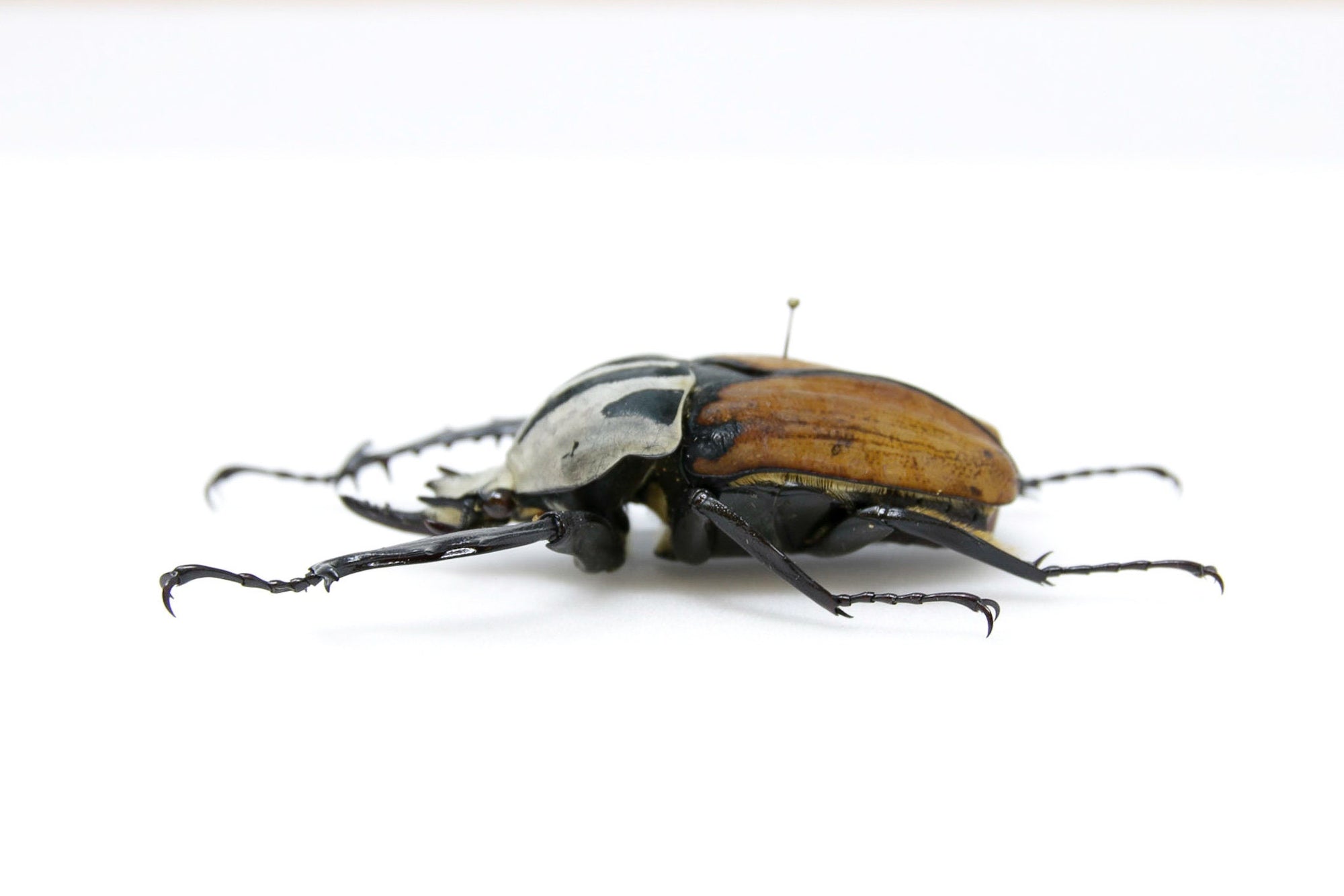 Mecynorrhina oberthuri 66.5mm, A1 Real Beetle Set Specimen, Entomology Taxidermy #OC18