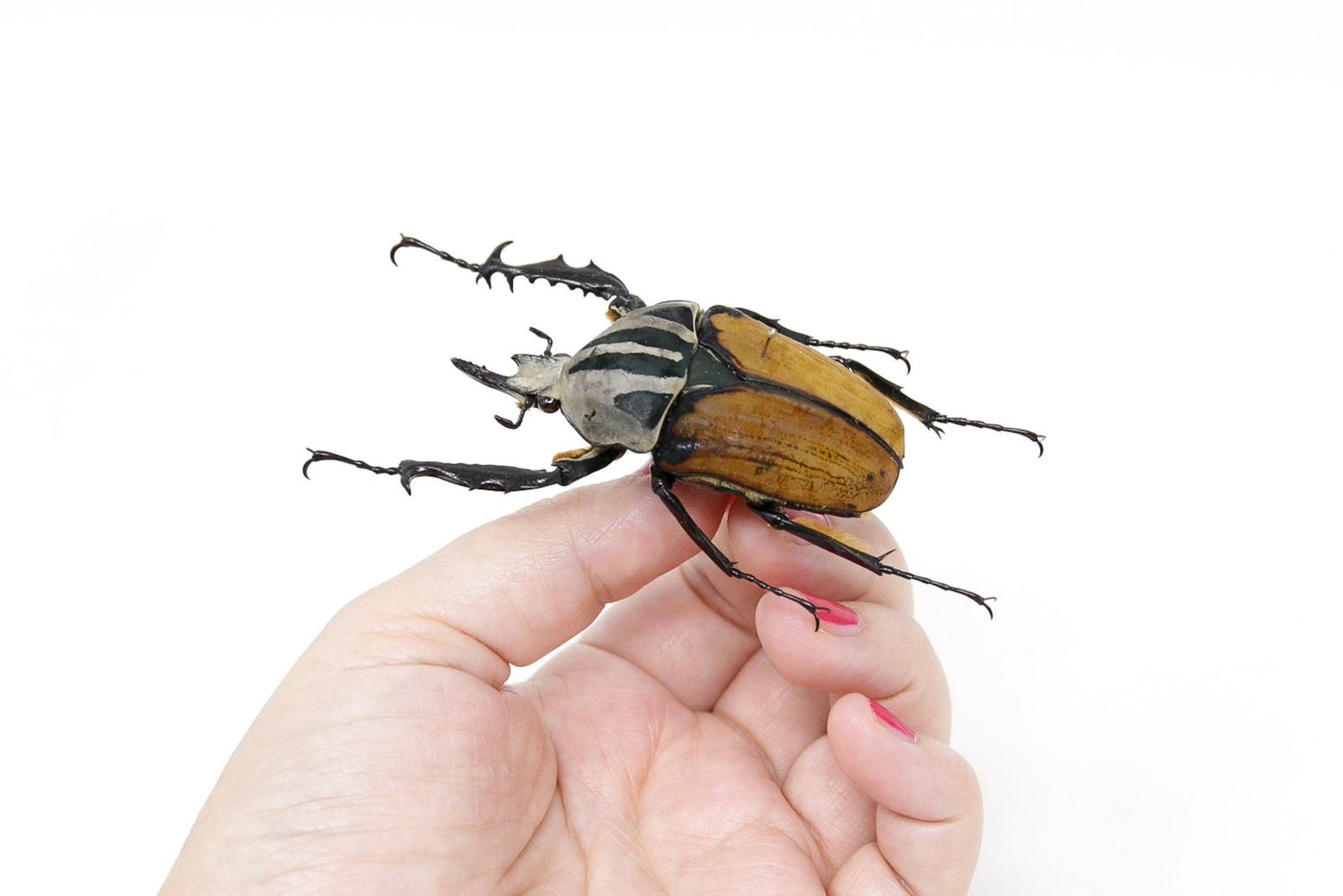 Mecynorrhina oberthuri 66.5mm, A1 Real Beetle Set Specimen, Entomology Taxidermy #OC18