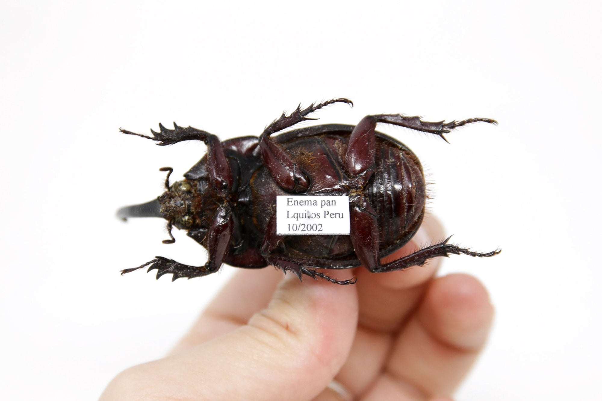 Enema pan 59.7mm, A1 Real Beetle Pinned Set Specimen, Entomology Taxidermy #OC19