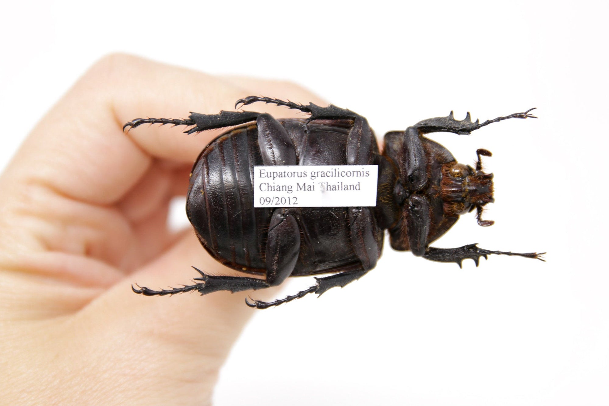 Eupatorus gracilicornis 55mm, Thailand, A1 Real Beetle Pinned Set Specimen, Entomology Taxidermy #OC20