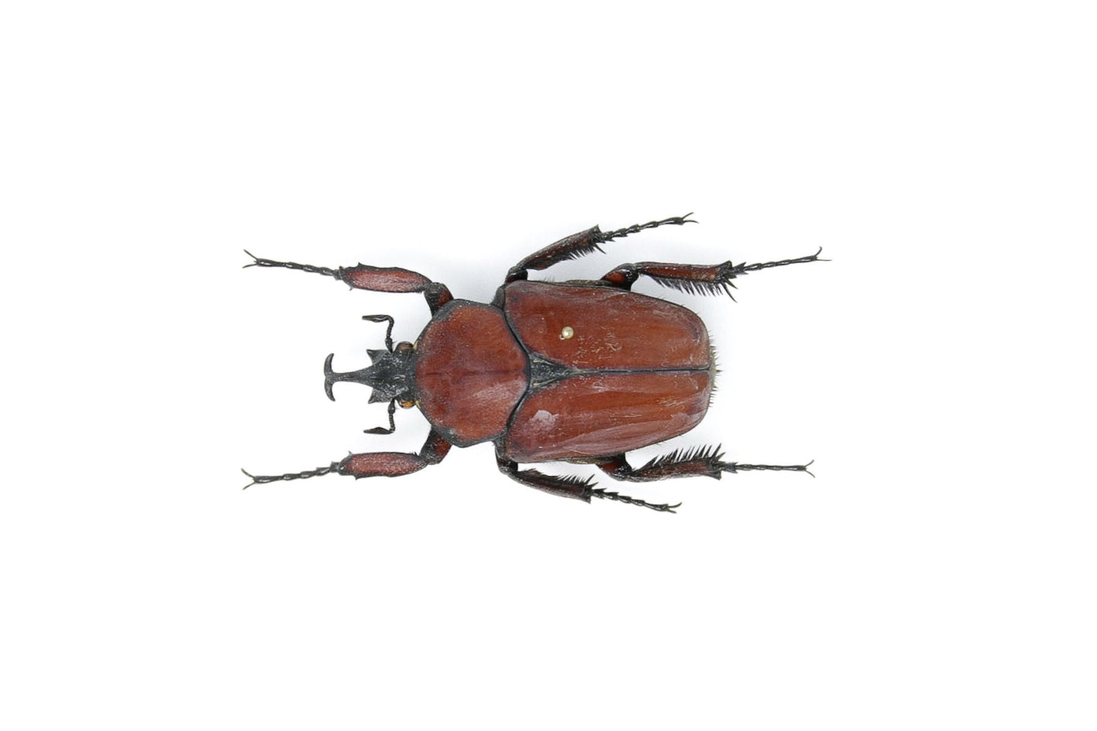 Fornasinius russus 53.1mm, A1 Real Beetle Pinned Set Specimen, Entomology Taxidermy #OC23