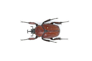 Fornasinius russus 53.1mm, A1 Real Beetle Pinned Set Specimen, Entomology Taxidermy #OC23