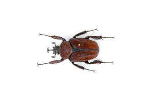 Fornasinius russus, A1 Real Beetle Pinned Set Specimen, Entomology Taxidermy #OC24