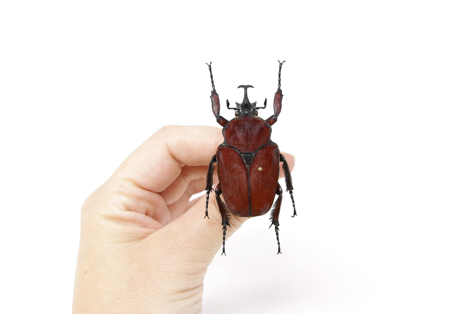 Fornasinius russus 52.3mm, A1 Real Beetle Pinned Set Specimen, Entomology Taxidermy #OC25