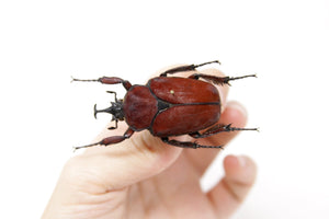 Fornasinius russus 52.3mm, A1 Real Beetle Pinned Set Specimen, Entomology Taxidermy #OC25