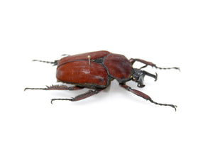 Fornasinius russus 52.3mm, A1 Real Beetle Pinned Set Specimen, Entomology Taxidermy #OC25