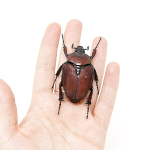Fornasinius russus 53.2mm, A1 Real Beetle Pinned Set Specimen, Entomology Taxidermy #OC26