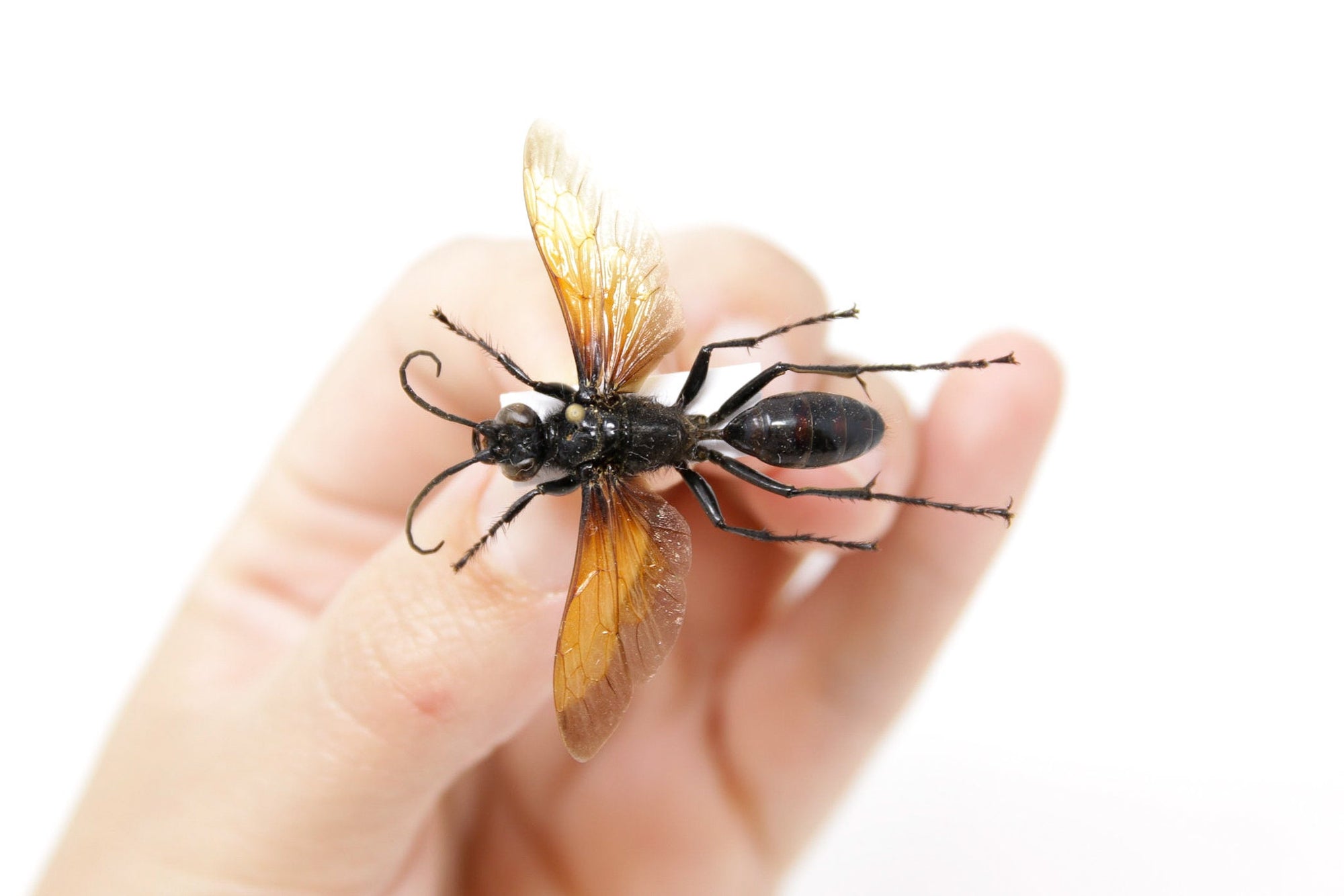 Hymenoptera sp. 34.2mm, A1 Real Insect Pinned Specimen, Entomology Taxidermy #OC27