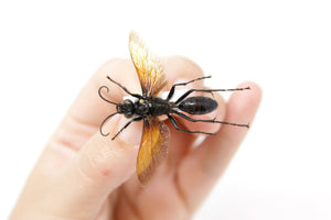 Hymenoptera sp. 34.2mm, A1 Real Insect Pinned Specimen, Entomology Taxidermy #OC27