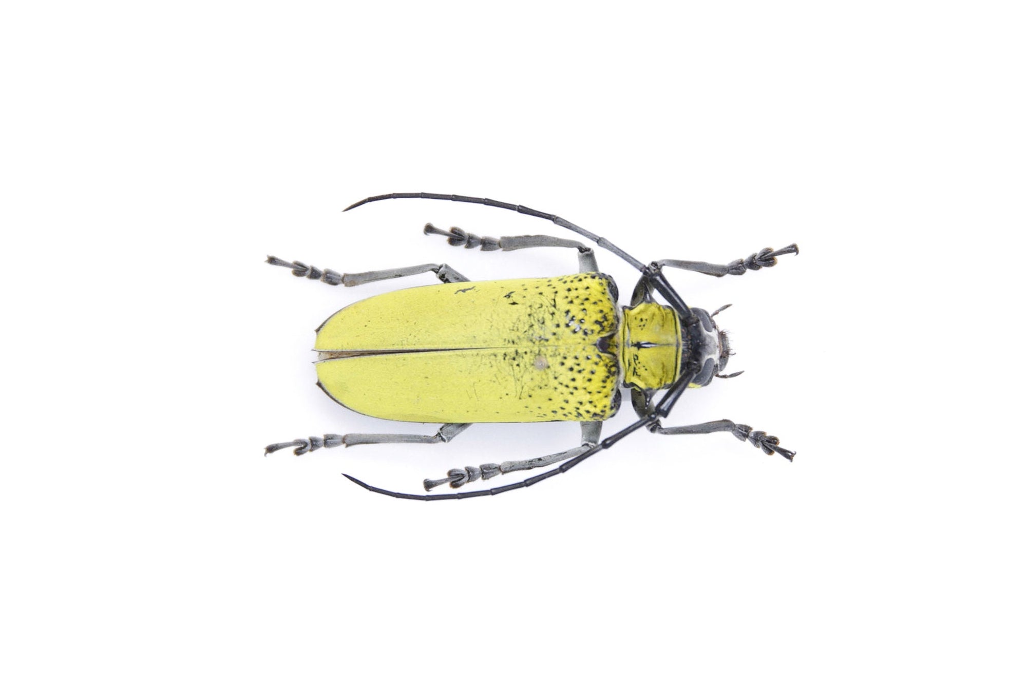 Celosterna pollinosa 43.7mm, A1 Real Beetle Pinned Set Specimen, Entomology Taxidermy #OC31