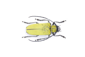Celosterna pollinosa 43.7mm, A1 Real Beetle Pinned Set Specimen, Entomology Taxidermy #OC31