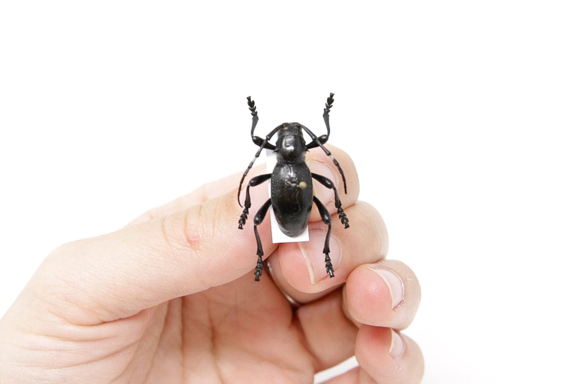 Moneilema gigas 24.1mm, Arizona USA, A1 Real Beetle Pinned Set Specimen, Entomology Taxidermy #OC33
