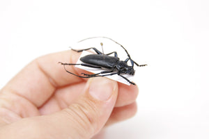 Stenaspis solitaria 29.9mm, Arizona USA,  A1 Real Beetle Pinned Set Specimen, Entomology Taxidermy #OC34