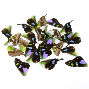Loose Butterfly Wings (24) Purple Spotted Swallowtail (Graphium weiskei) Real Insects for Artistic Creation