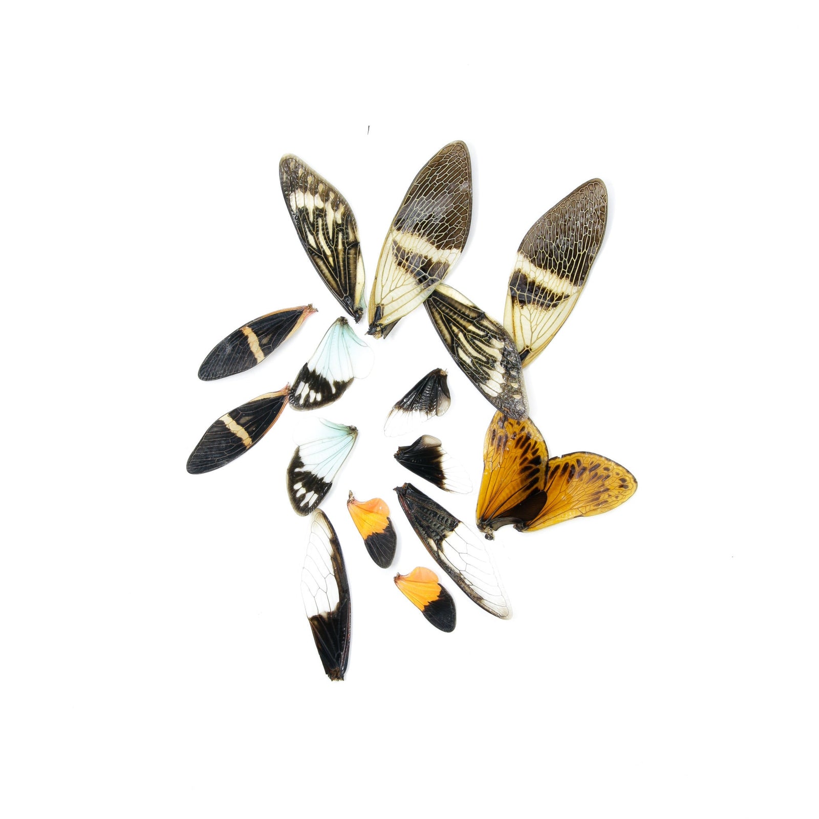 Loose Cicada Wings (50) Various Assorted, Colorful Insect Wings for Artistic Creation & Taxidermy