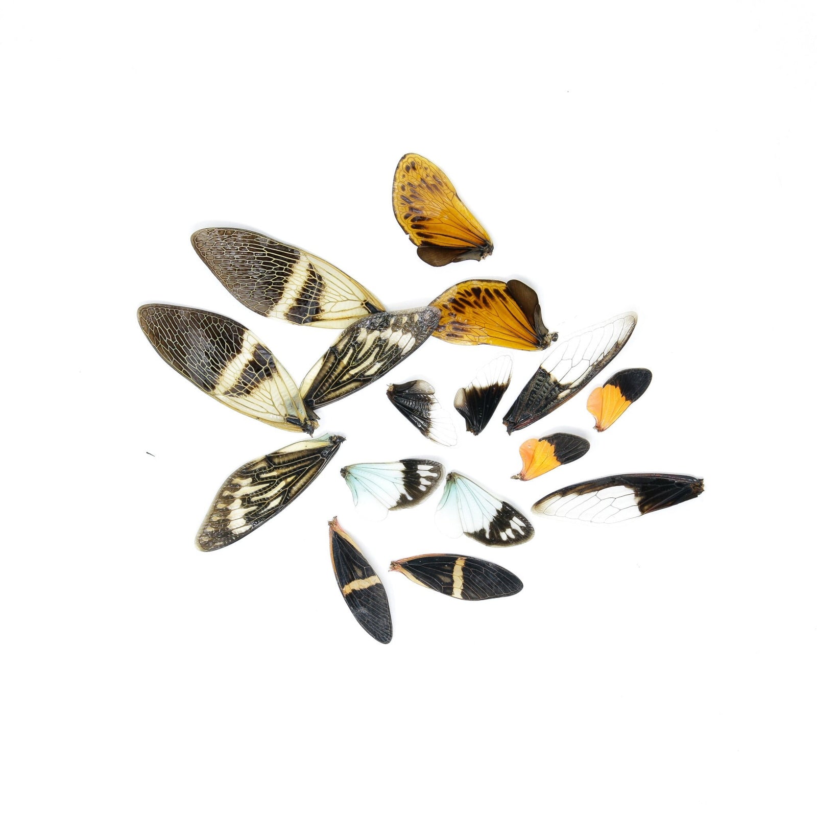 Loose Cicada Wings (16) Various Assorted, Colorful Insect Wings for Artistic Creation & Taxidermy