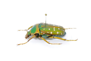 Stephanorrhina guttata guttata 26.2mm, A1 Real Beetle Pinned Set Specimen, Entomology Taxidermy #OC36