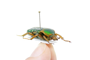 Stephanorrhina guttata 25.8mm, A1 Real Beetle Pinned Set Specimen, Entomology Taxidermy #OC38