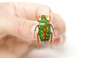 Stephanorrhina guttata 25.8mm, A1 Real Beetle Pinned Set Specimen, Entomology Taxidermy #OC38