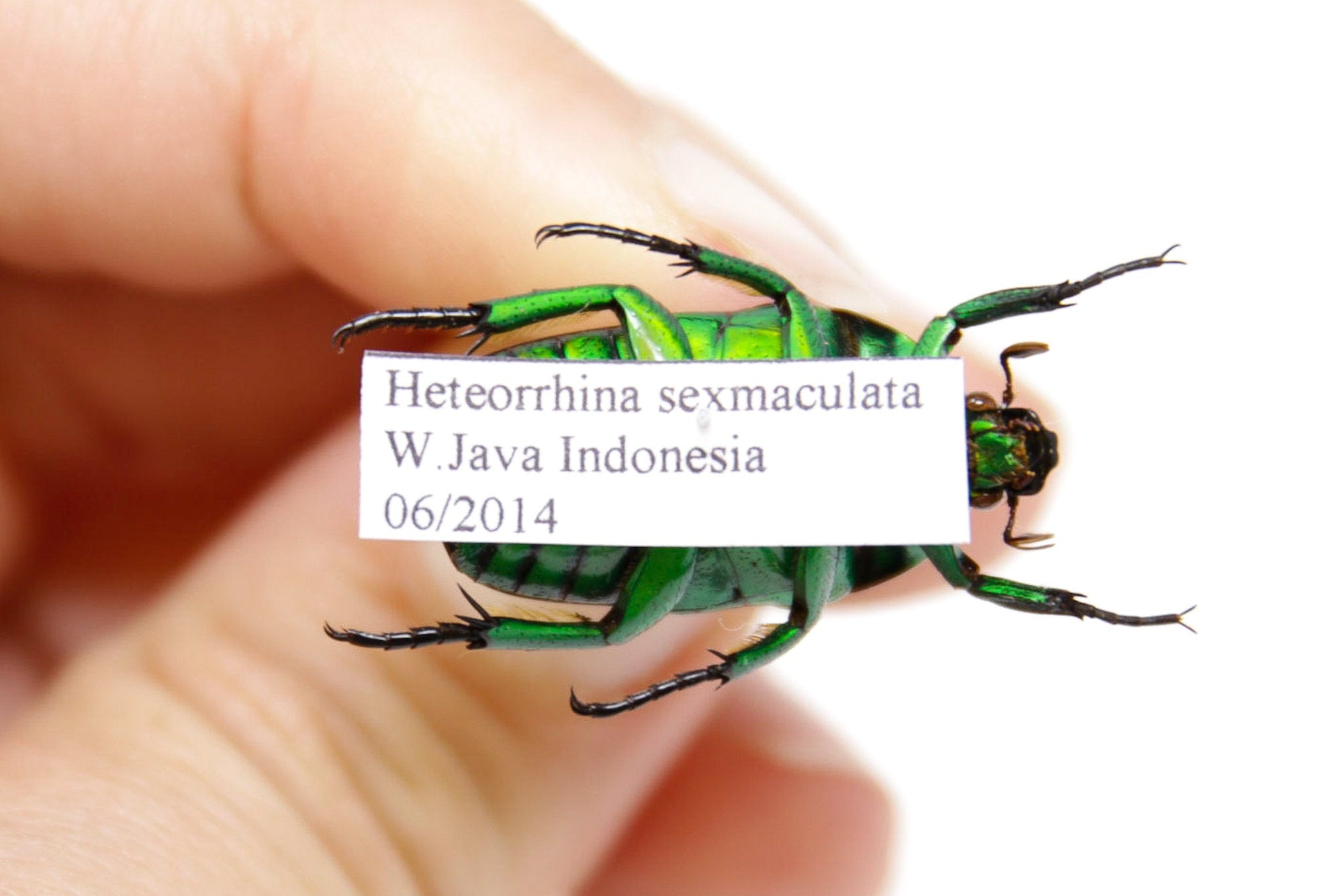 Heterorrhina sexmaculata, Java, A1 Real Beetle Pinned Set Specimen, Entomology Taxidermy #OC40
