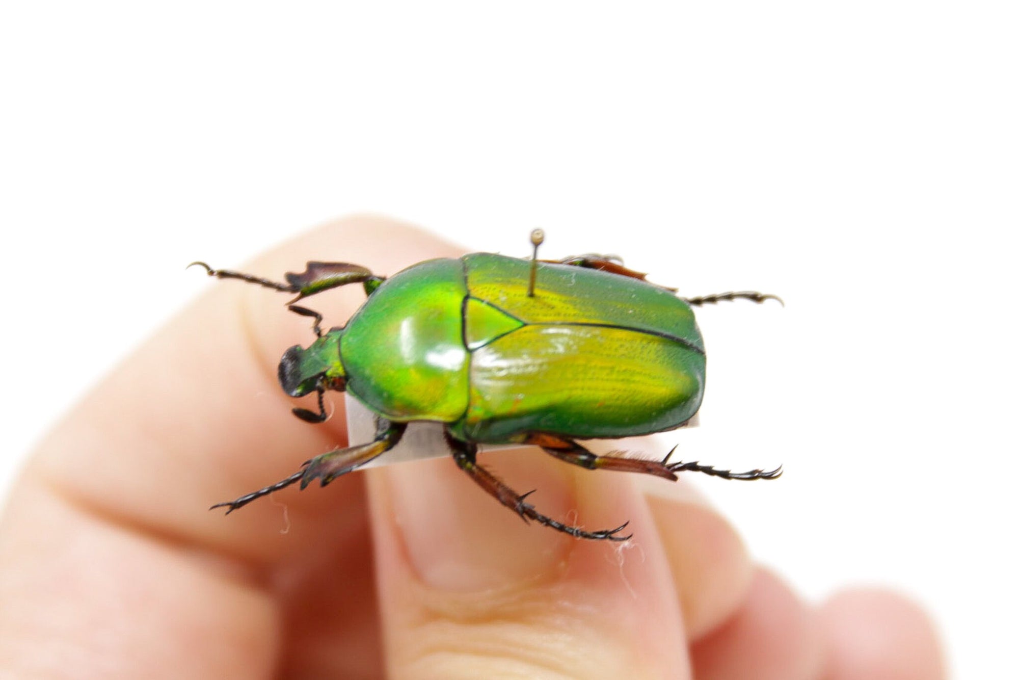 Ingrisma euryrrhina 26.5mm, A1 Real Beetle Pinned Set Specimen, Entomology Taxidermy #OC41