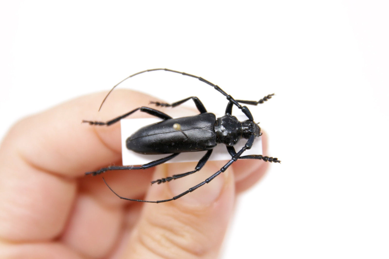 Stenaspis solitaria 29.9mm, Arizona USA,  A1 Real Beetle Pinned Set Specimen, Entomology Taxidermy #OC34
