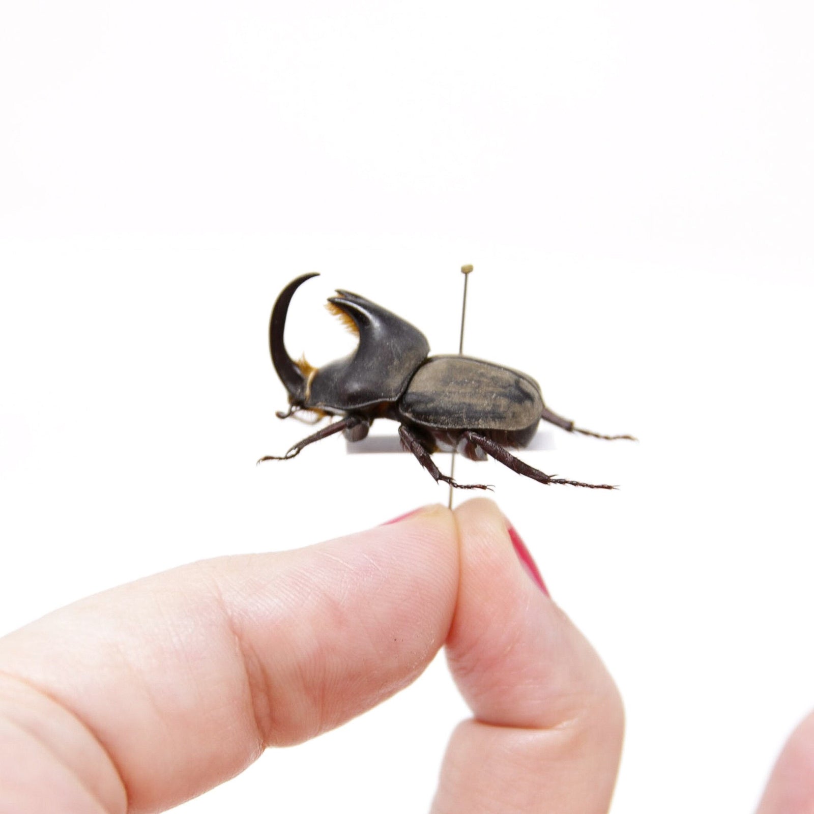 Diloboderus abderus 27.6mm, A1 Real Beetle Specimen, Entomology Taxidermy #OC10