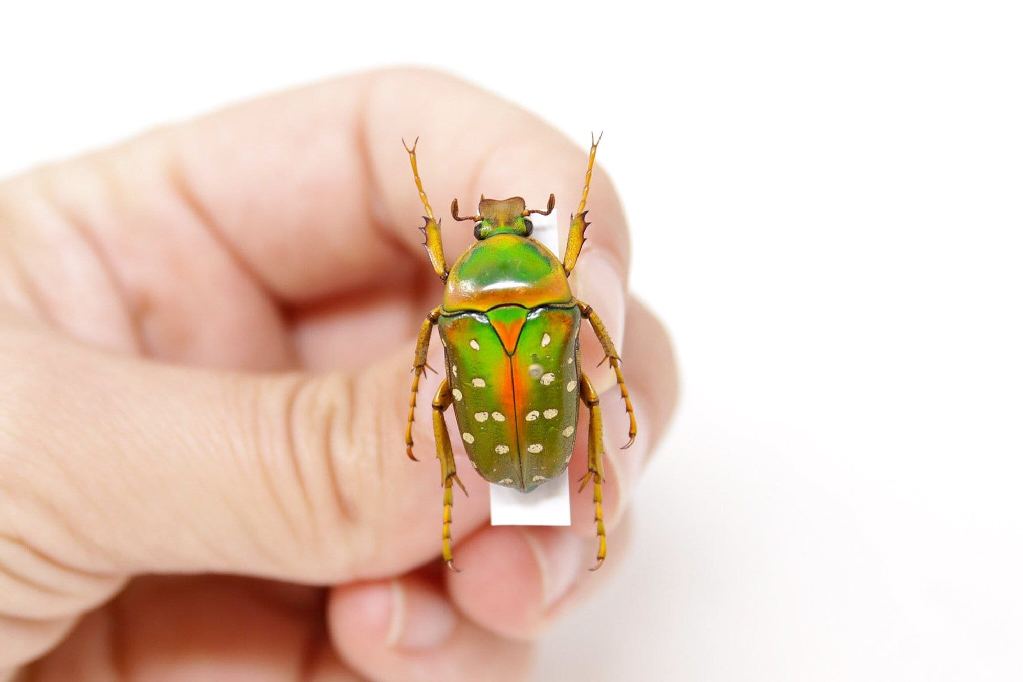 Stephanorrhina guttata guttata 26.2mm, A1 Real Beetle Pinned Set Specimen, Entomology Taxidermy #OC36