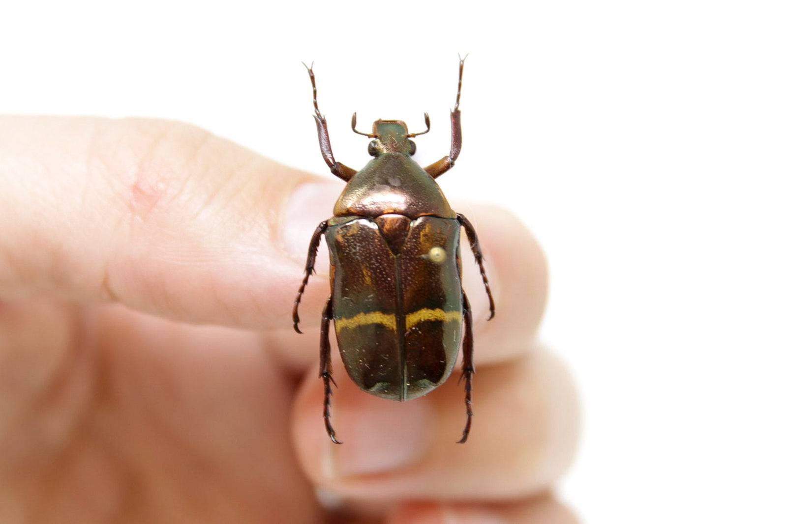Plaesiorrhina watkinsiana 26.6mm, West Uganda, A1 Real Beetle Pinned Set Specimen, Entomology Taxidermy #OC39