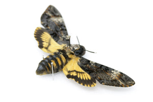 A Perfect Deaths Head Hawk Moth Real Specimen A1 | Acherontia atropos, Museum Entomology Box Frame | 12x9x2 inch (#DH05)