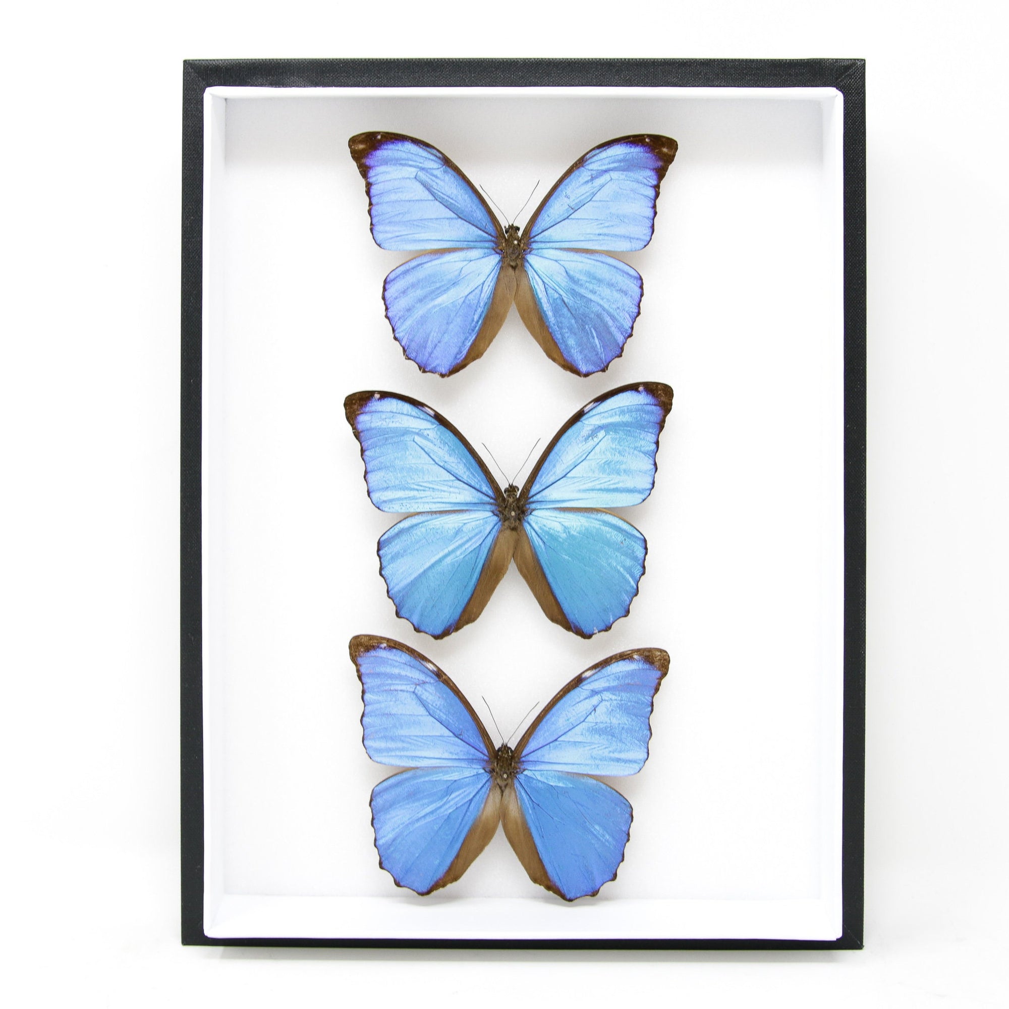 Real Blue Morpho Butterflies from Peru (Morpho menelaus) Pinned Specimens | Museum Entomology Box Frame | 12x9x2 inch