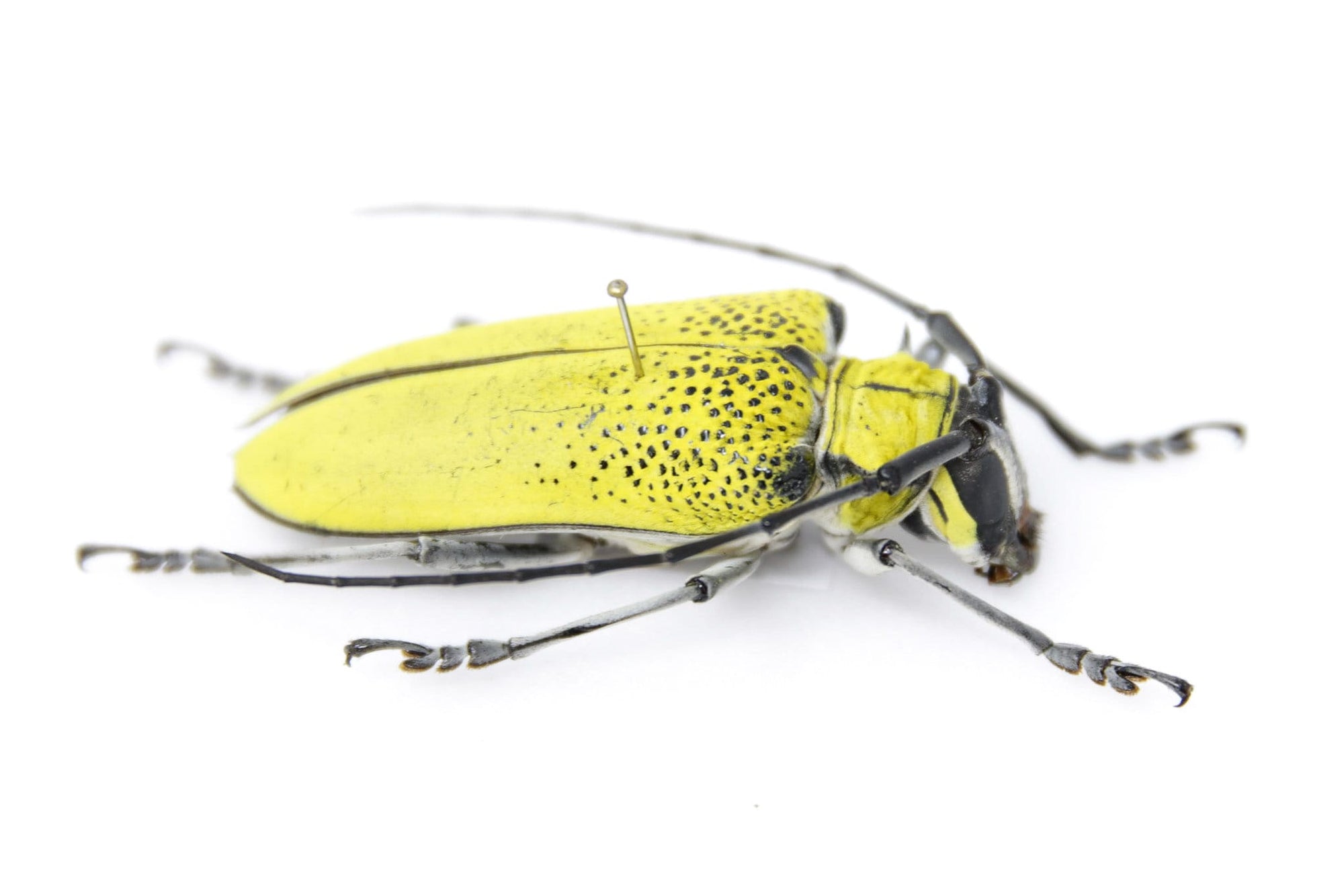 Celosterna pollinosa 51.6mm, A1 Real Beetle Pinned Set Specimen, Entomology Taxidermy #OC42