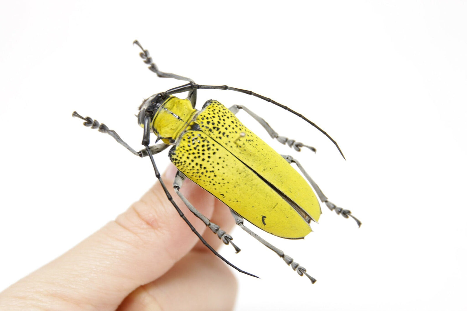 Celosterna pollinosa 51.6mm, A1 Real Beetle Pinned Set Specimen, Entomology Taxidermy #OC42