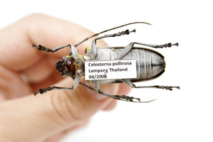 Celosterna pollinosa 44.6mm, A1 Real Beetle Pinned Set Specimen, Entomology Taxidermy #OC45
