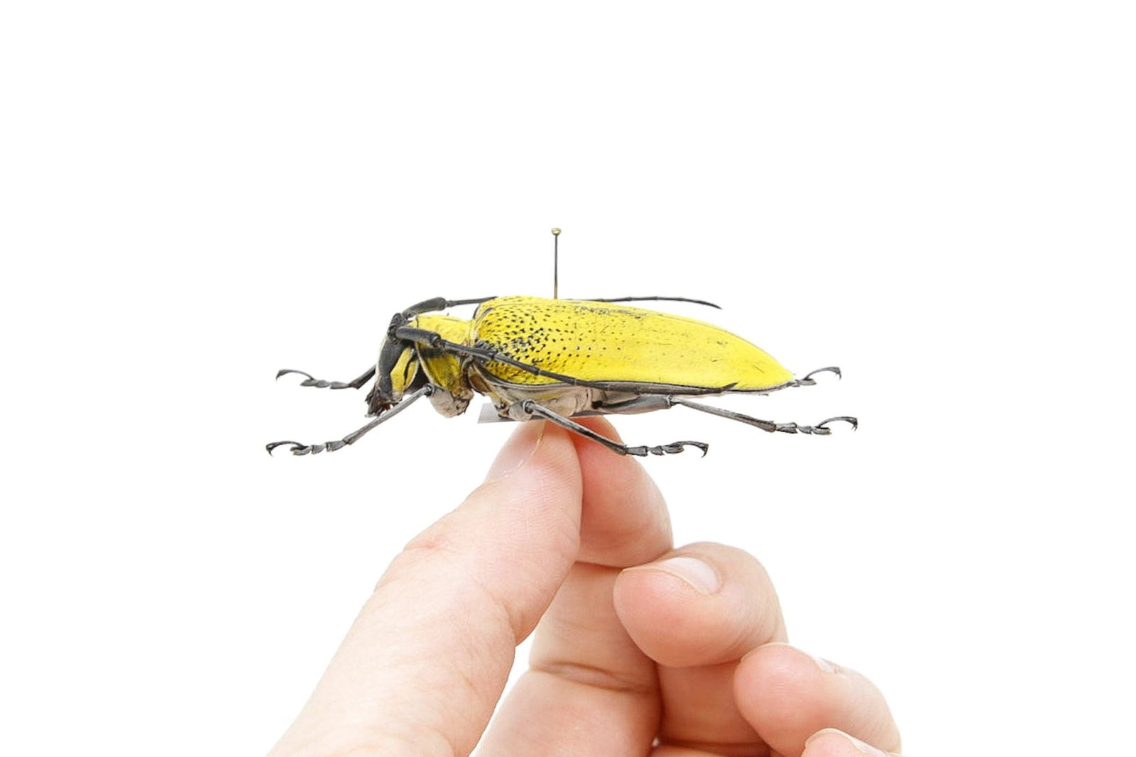 Celosterna pollinosa 52.5mm, A1 Real Beetle Pinned Set Specimen, Entomology Taxidermy #OC43