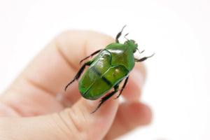 Ischiopsopha bifasciata 31.2mm, A1 Real Beetle Pinned Set Specimen, Entomology Taxidermy #OC46