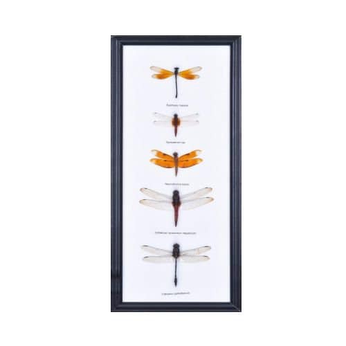 Five (5) Dragonfly Entomology Insect Taxidermy Display Frame, 14 x 6 in. Gift Boxed