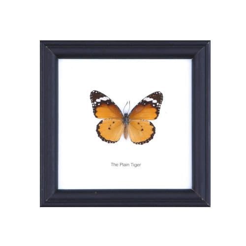 12 FRAMES (FOR RESELLERS) The Plain Tiger Butterfly (Danaus chrysippus) | Real Taxidermy Specimen Home Décor Framed 5 x 5 In. Gift Boxed