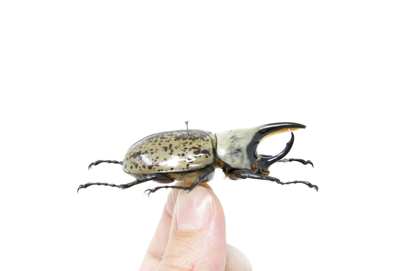 Dynastinae sp. 56.5mm NO DATA, A1 Real Beetle Pinned Set Specimen, Entomology Taxidermy #OC22