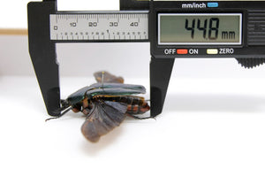 44.8mm, A1 Real Beetle Pinned Set Specimen, Entomology Taxidermy #OC57
