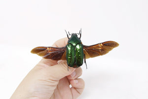 44.8mm, A1 Real Beetle Pinned Set Specimen, Entomology Taxidermy #OC57