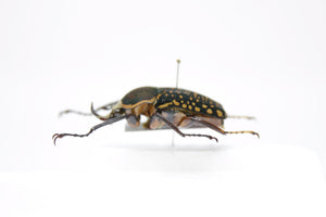 Megalorrhina harrisi 38.3m, West Uganda, A1 Real Beetle Pinned Set Specimen, Entomology Taxidermy #OC51