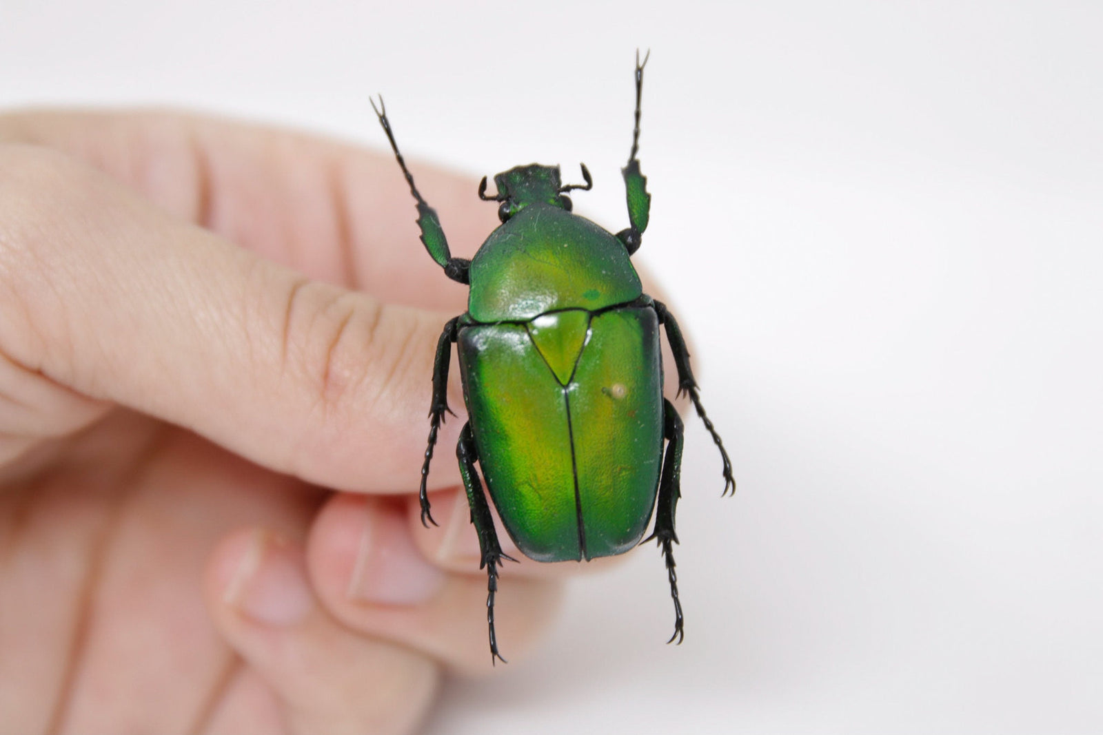 Dicronorhina micans 38.2m, A1 Real Beetle Pinned Set Specimen, Entomology Taxidermy #OC52