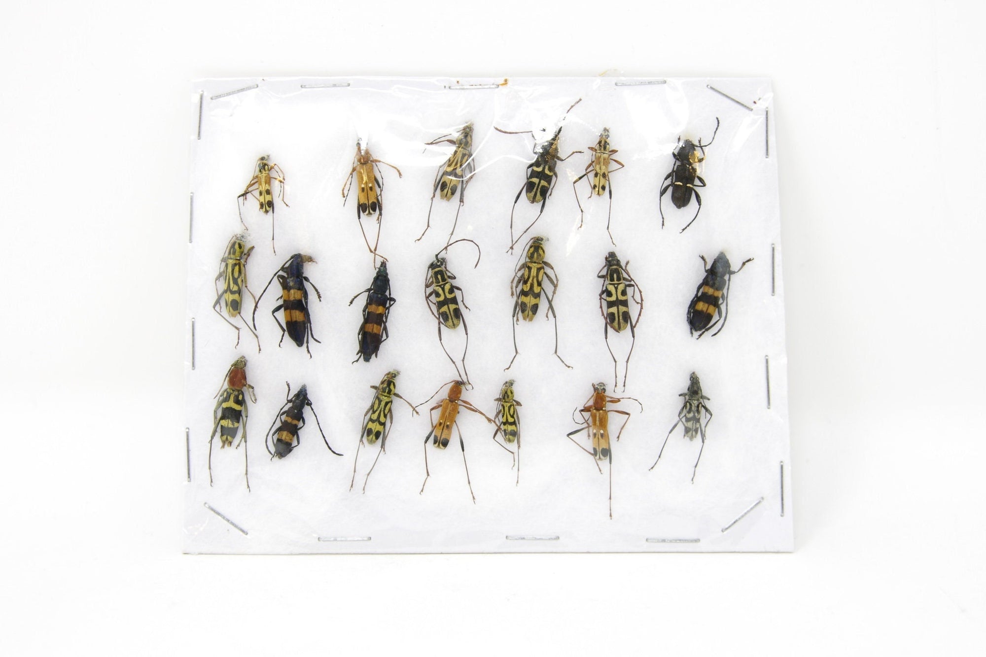 Insect Specimen Collection, Thailand 2021 (Various Coleoptera) SET#AI01
